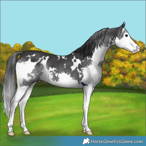 Horse Color:White Spotted Black Splash Rabicano