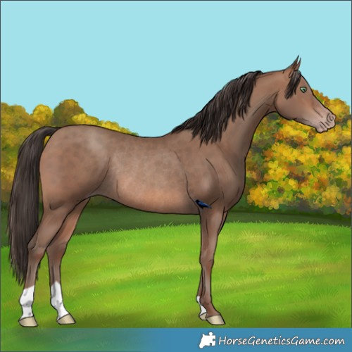 Horse Color:Sable Champagne Rabicano