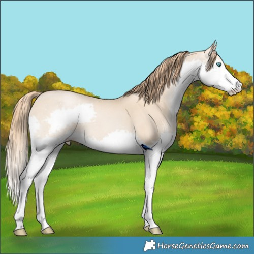 Horse Color:Smoky Black Pearl Splash 