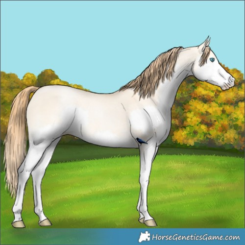 Horse Color:Buckskin Pearl Dun Splash