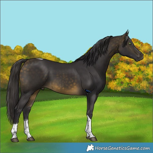 Horse Color:Buckskin Sabino Tobiano