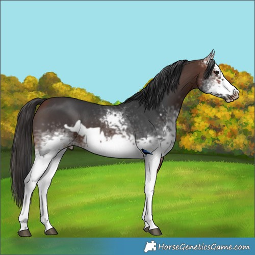 Horse Color:White Spotted Bay Sabino Frame