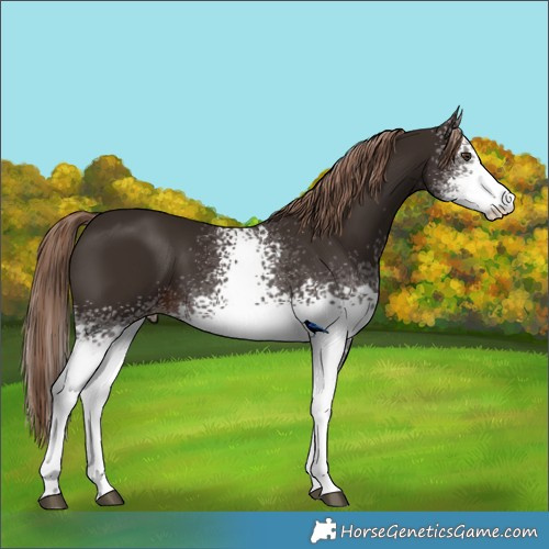 Horse Color:White Spotted Liver Chestnut