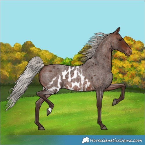 Horse Color:Silver Brown Roan Skewed LP Spotted 