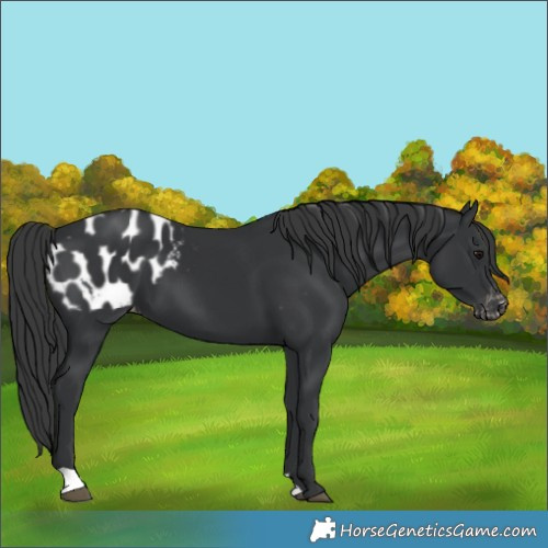 Horse Color:Black Blanket