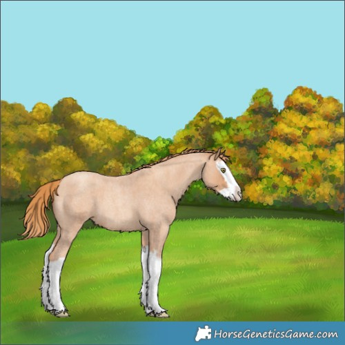 Horse Color:Gold Champagne Roan Splash 
