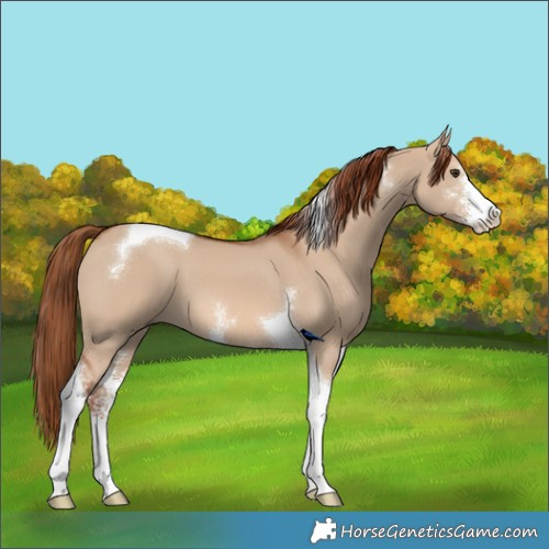 Horse Color:Red Dun Sabino Tobiano