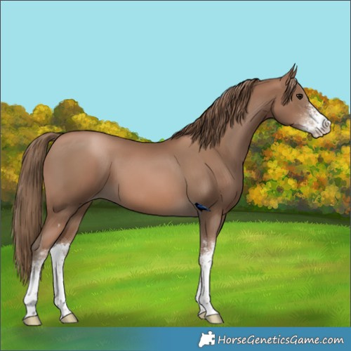 Horse Color:Black Pearl Sabino 