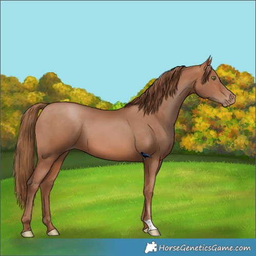 Horse Color:Brown Pearl 