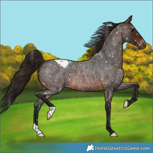Horse Color:Gray Bay Roan Snowcap
