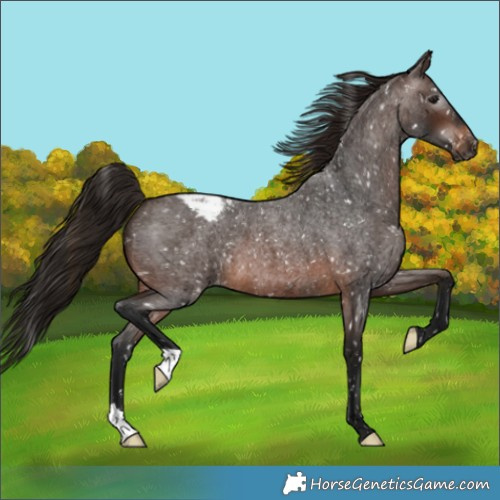 Horse Color:Gray Bay Roan Snowcap 
