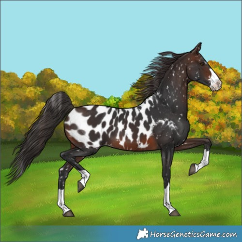 Horse Color:Brown Near Leopard