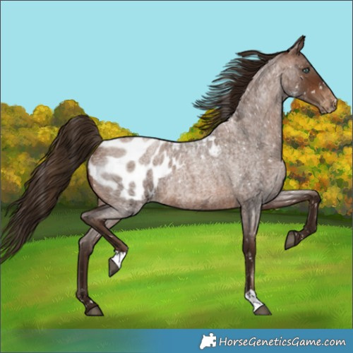 Horse Color:Gray Brown Roan Pearl Blanket 