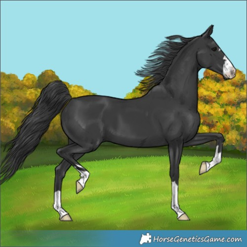 Horse Color:Black 