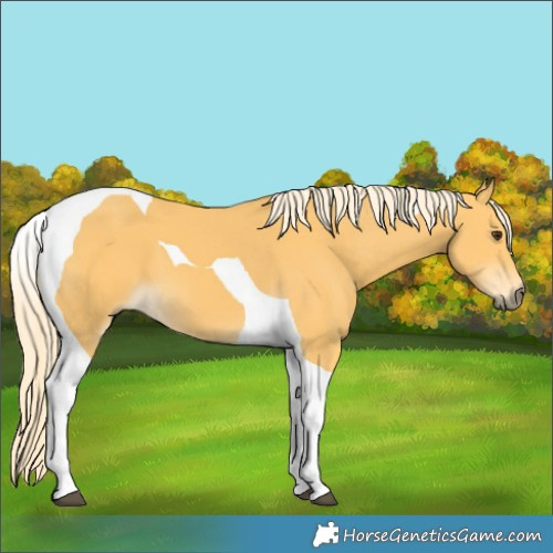 Horse Color:Palomino Tobiano