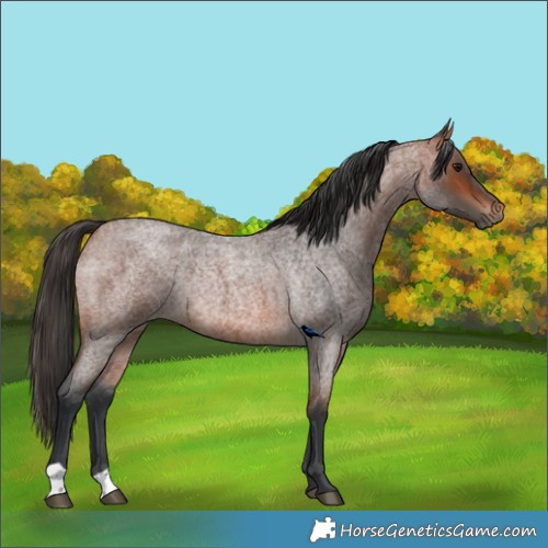 Horse Color:Bay Roan Rabicano