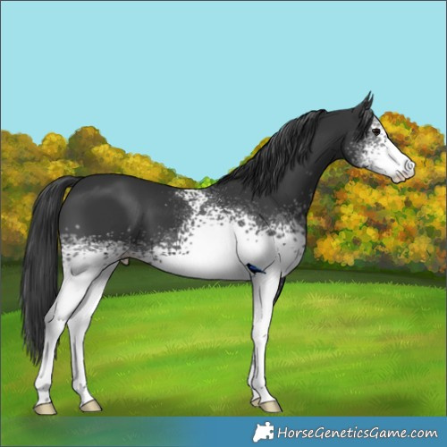 Horse Color:White Spotted Black