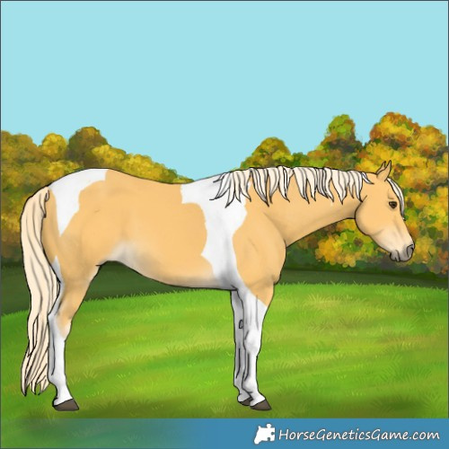 Horse Color:Palomino Tobiano