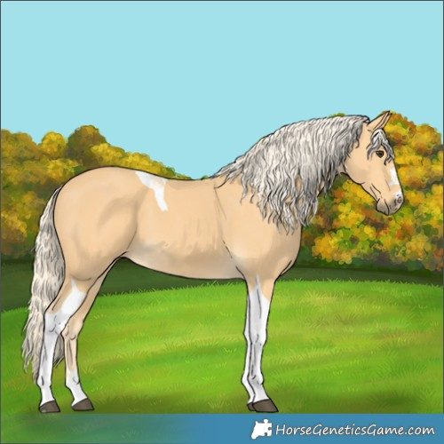 Horse Color:Palomino Tobiano
