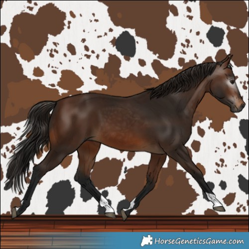 Horse Color:Gray Bay