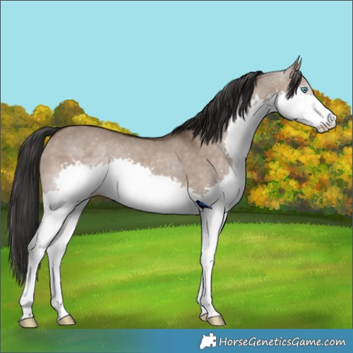 Horse Color:Brown Dun Splash Rabicano 