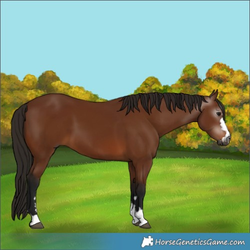 Horse Color:Gray Bay