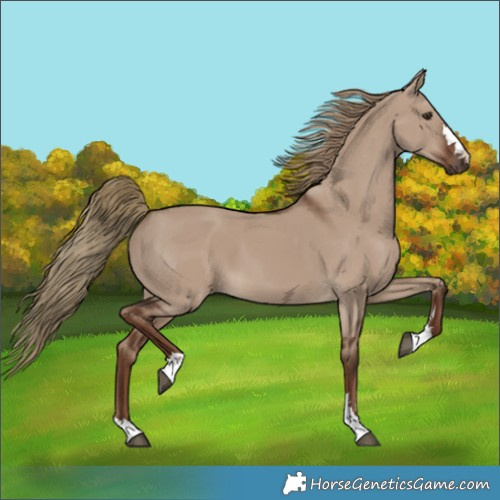 Horse Color:Liver Red Dun