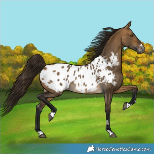 Horse Color:Gray Buckskin Dun Blanket