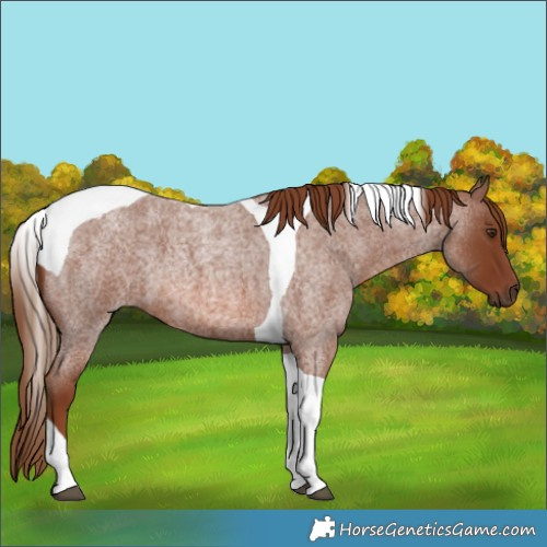 Horse Color:Red Roan Tobiano