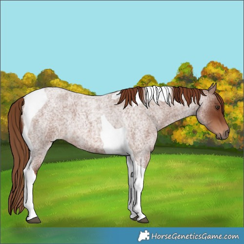 Horse Color:Red Roan Tobiano 