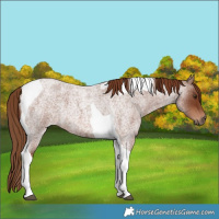 Horse Color:Red Roan Tobiano 