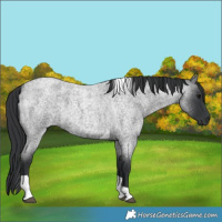 Horse Color:Blue Roan Tobiano 