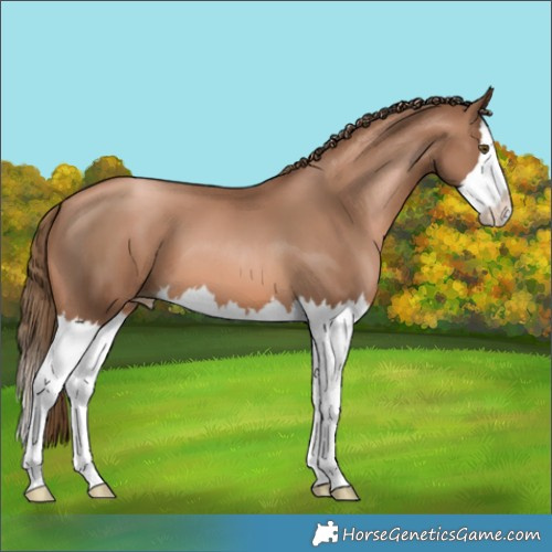 Horse Color:Unknown 