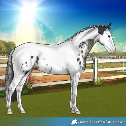 Horse Color:Black Splash Tobiano Near Leopard 
