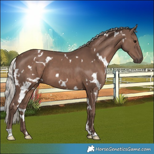 Horse Color:White Spotted Silver Black 