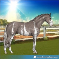 Horse Color:Silver Black Sabino 