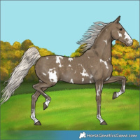 Horse Color:White Spotted Silver Smoky Black Varnish 