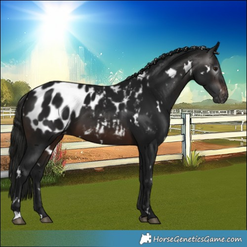Horse Color:Gray White Spotted Brown Blanket