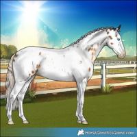 Horse Color:Chocolate Palomino Splash Tobiano Frame Near Leopard Rabicano 