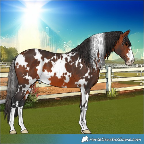 Horse Color:White Spotted Bay