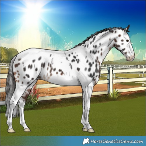 Horse Color:Brown Splash Tobiano Frame Near Leopard Rabicano 
