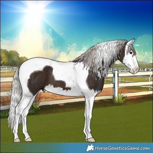 Horse Color:Silver Brown Splash Tobiano