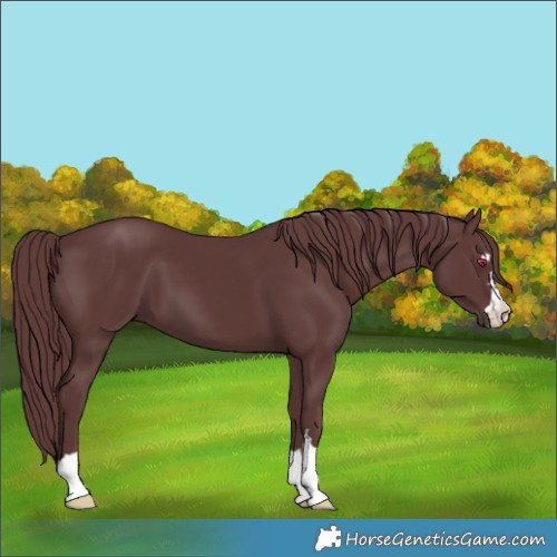 Horse Color:Chocolate Smoky Black 