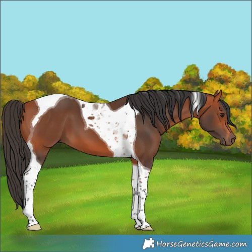 Horse Color:Bay Tobiano 