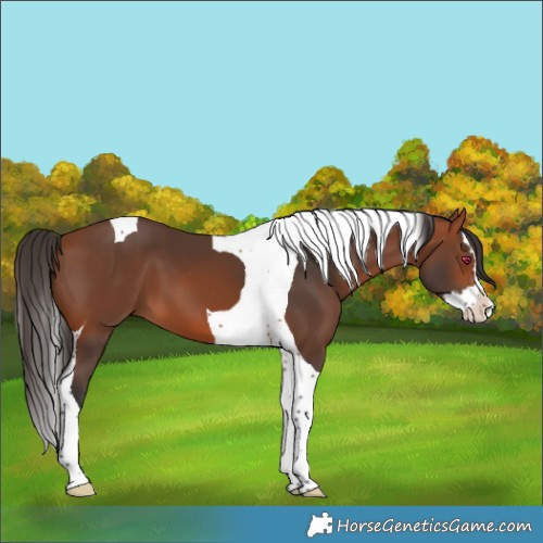 Horse Color:Bay Splash Tobiano 