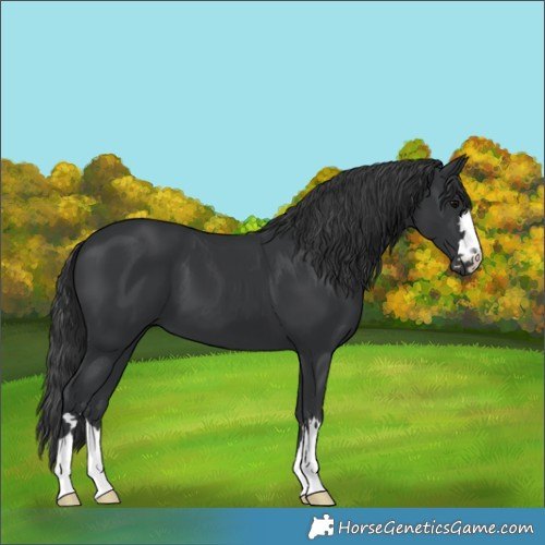 Horse Color:Black 