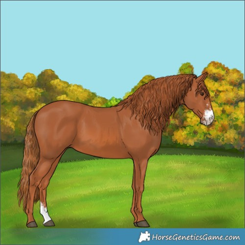 Horse Color:Chestnut Sabino 
