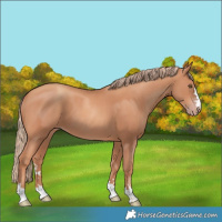 Horse Color:Gold Champagne