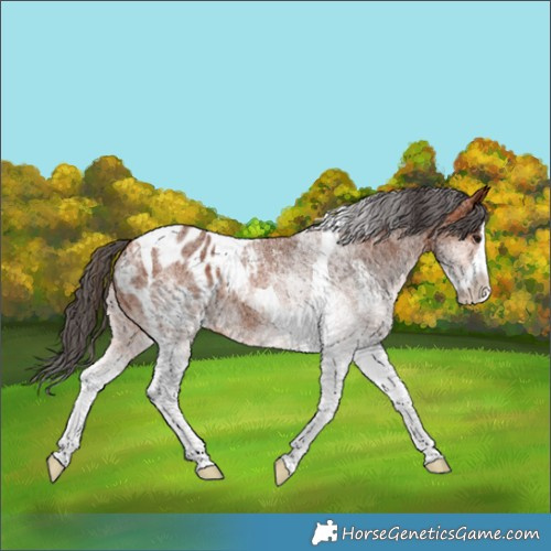 Horse Color:White Spotted Bay Splash Tobiano Blanket