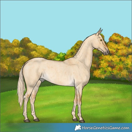Horse Color:Palomino Roan Dun 
